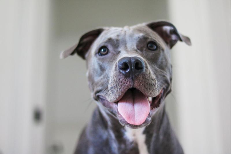 cute pitbull smiling