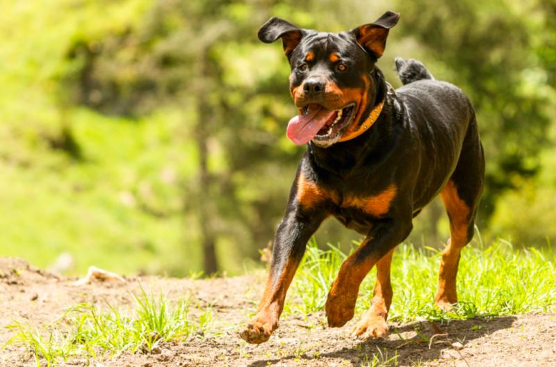 Are Certain Dogs More Likely To Bite?